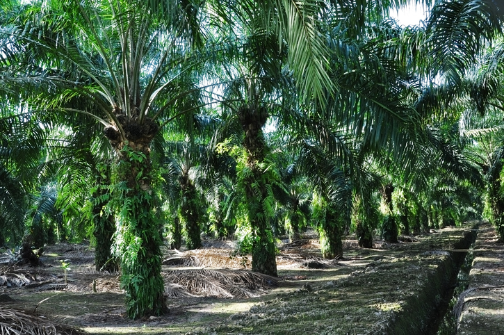 Mercadona y Alcampo se plantean retirar el aceite de palma de sus marcas