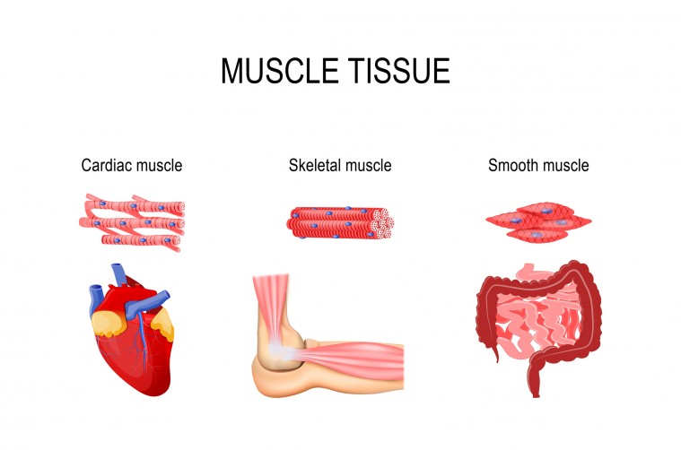 Cómo se clasifican los músculos del cuerpo humano