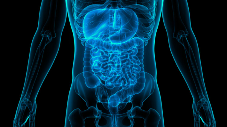 Todas las vísceras del cuerpo humano