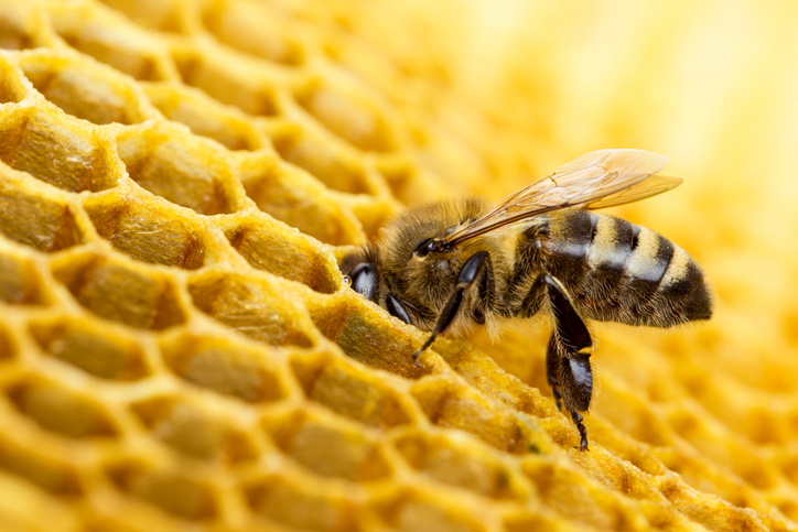 abeja en la colmena